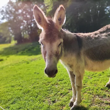 La Mini Maison Du Chalet Libin